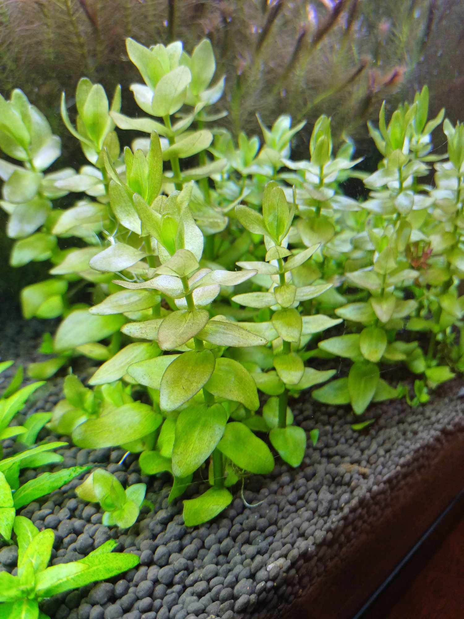 Ammania bonsai, rotala 1/2plan hodowla roślin wysyłka