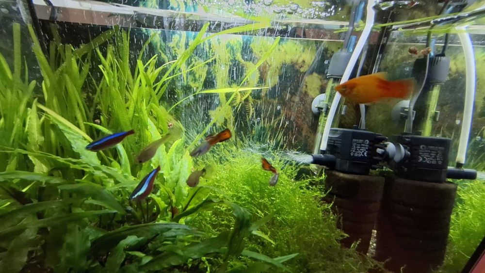 Sprzedam 4 gupiki + mały kawałek mchu i kawałki roślin