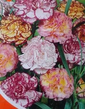 Гвоздика шабо двокольорова, дворічний, розсада