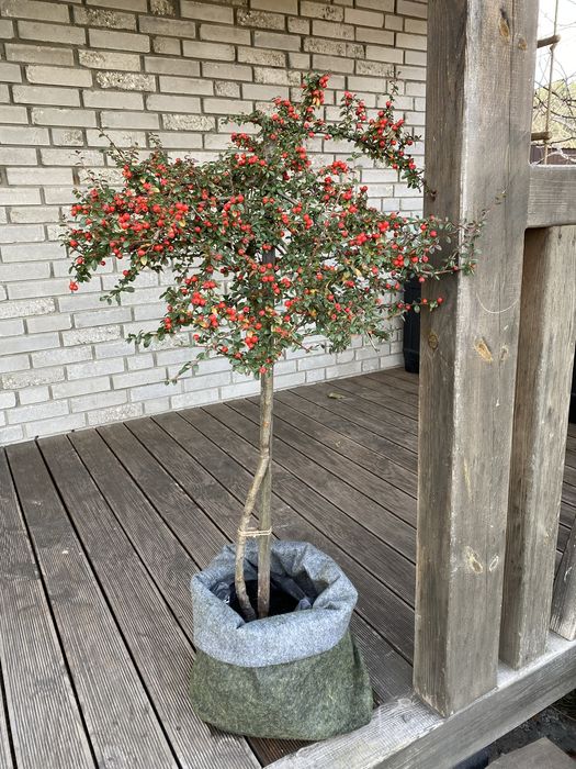 Туя на штамбі Самшит на штамбі Бересклет на штамбі Вейгела на штамбі