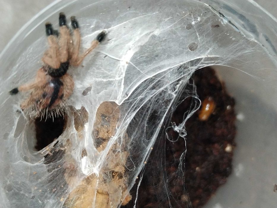 Avicularia avicularia l4