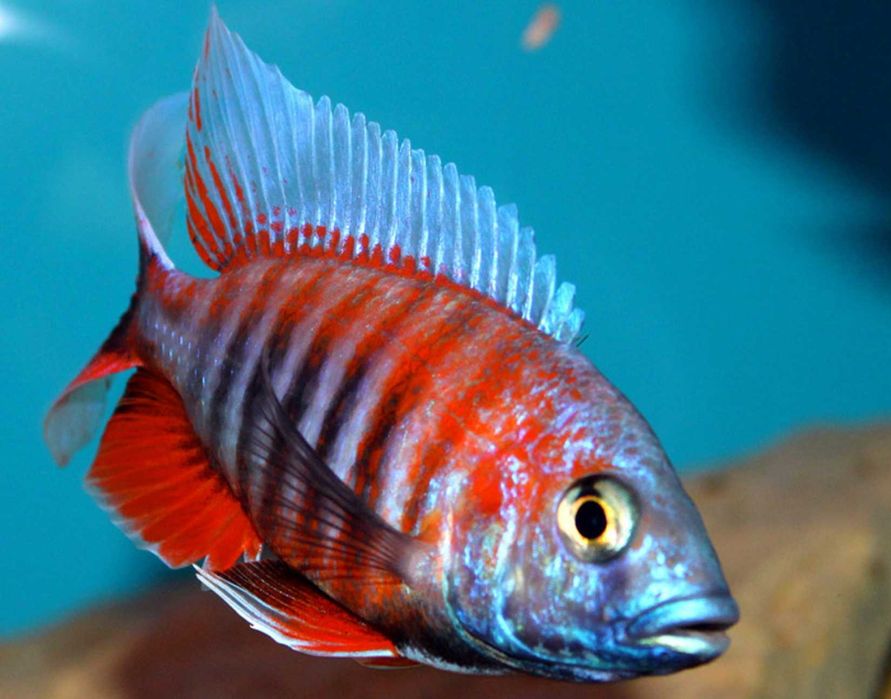 Aulonocara jacobfreibergi EUREKA - SAMCE XXL - 10CM - dowóz, wysyłka