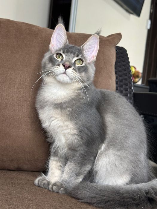 Ludovik-Kocurek Maine Coon