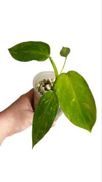 Philodendron Jose Buono,  rozm M