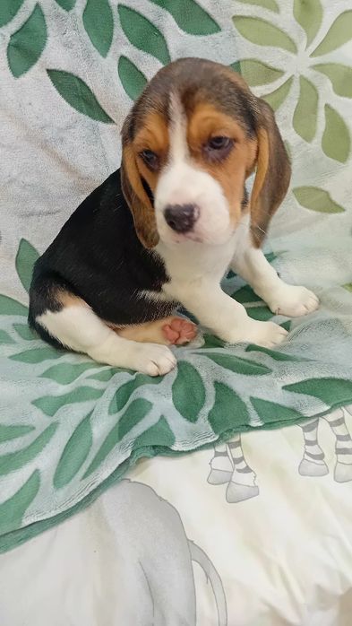 Beagl szczenię   aktualne