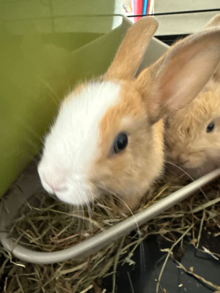 coelhos femeas- 1 mes e 2 meses