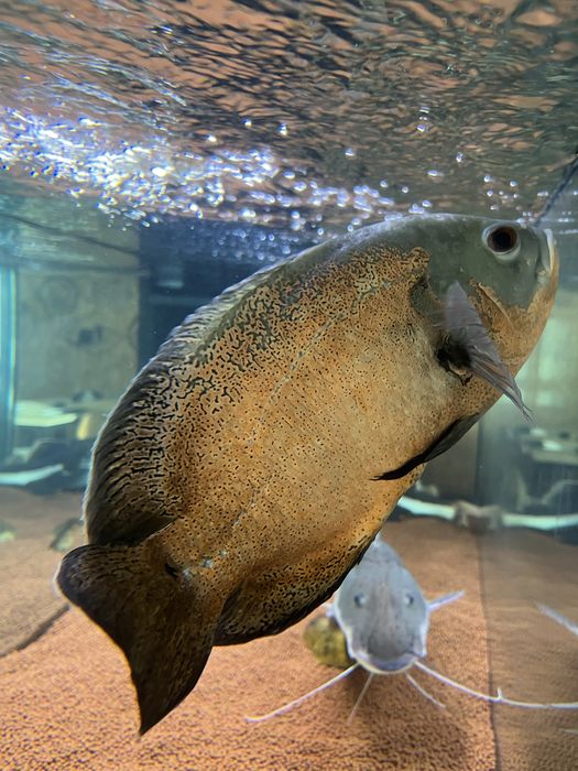 TSN e redtail juntos