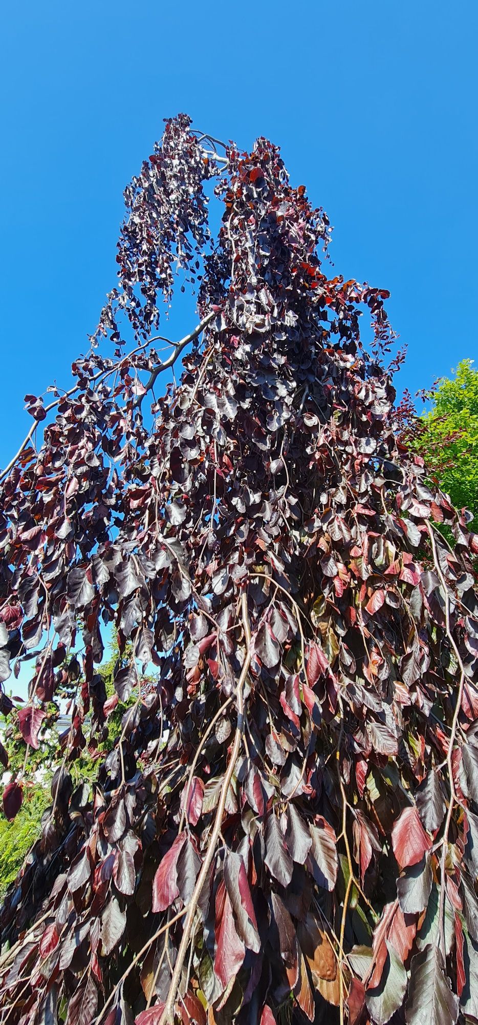 BUK PURPLE FOUNTAIN, Tricolor, Zwyczajny