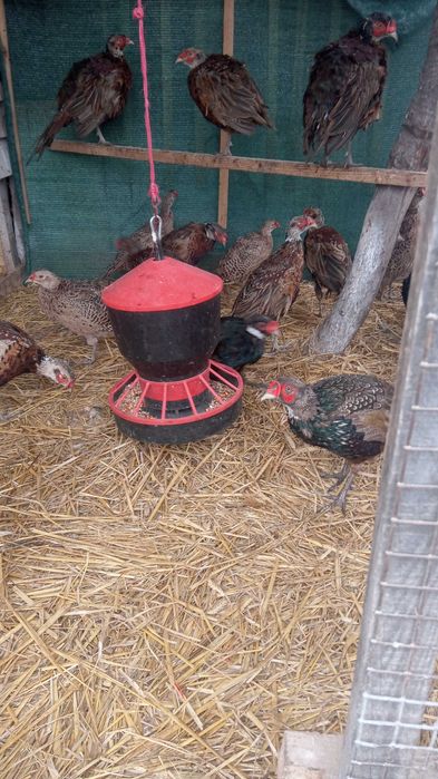 Bażanty łowne - młode