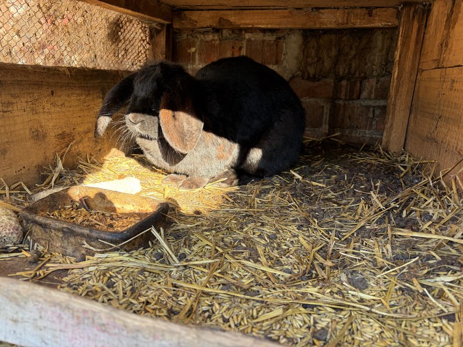 Sprzedam kaczki gesi króli