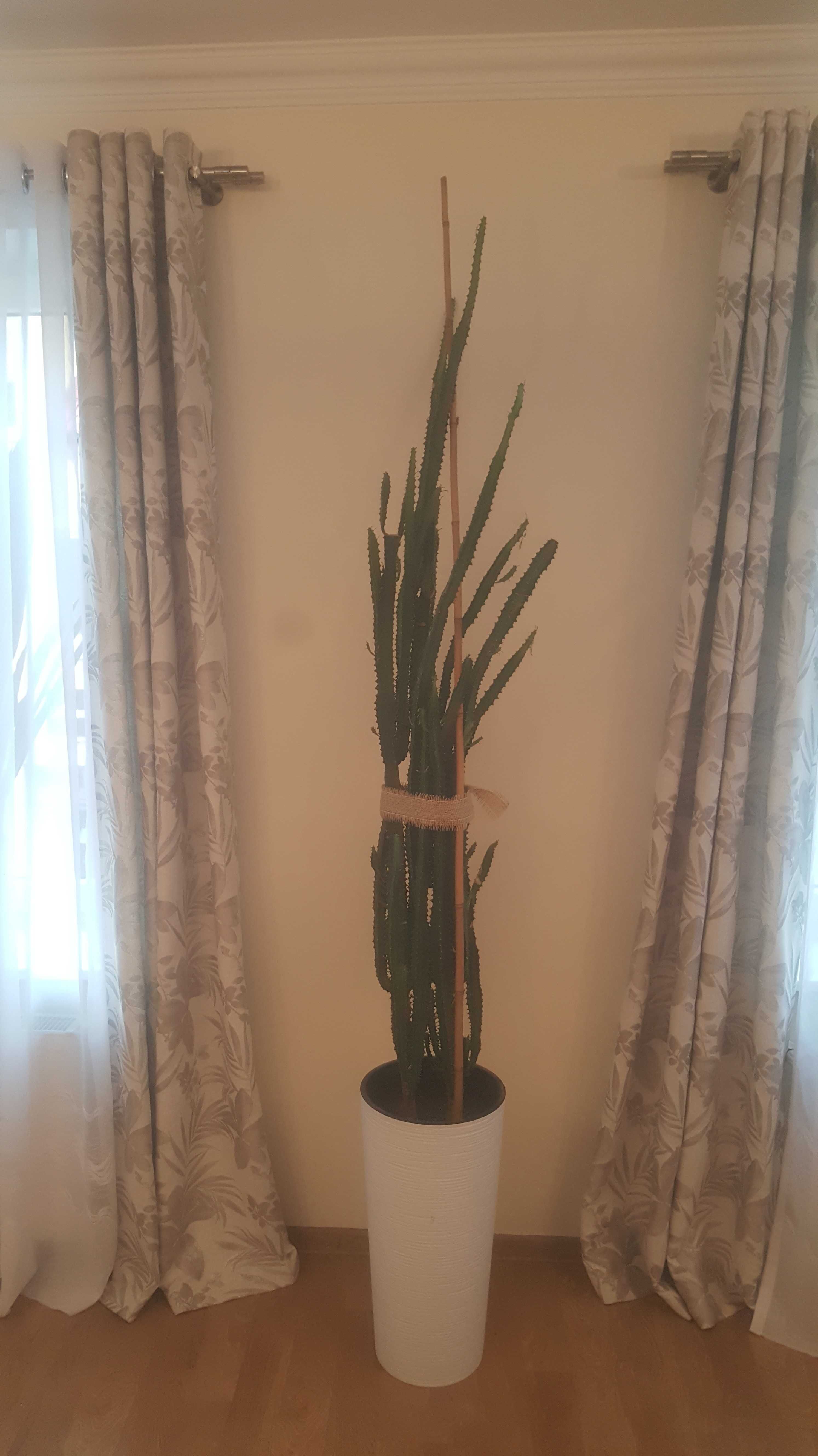 Wilczomlecz trójżebrowy Euphorbia triangularis kaktus duży