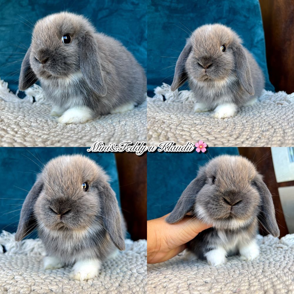 Mini lop! Rasowe króliczki z hodowli