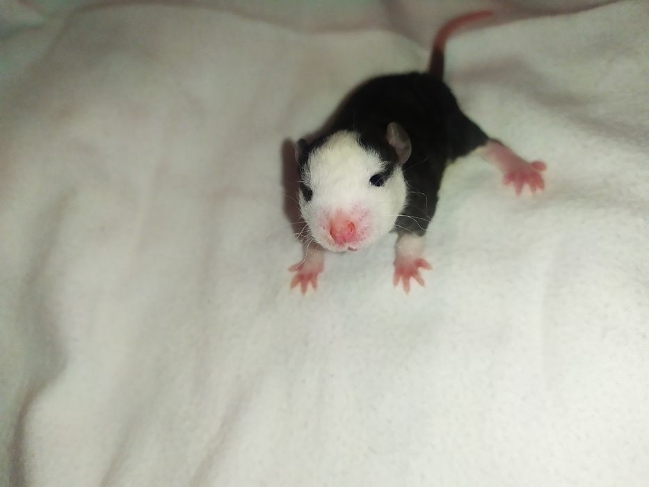 Криса, крысиня, крыска, Дамбо, Рекс, щур. Ручні крисинята