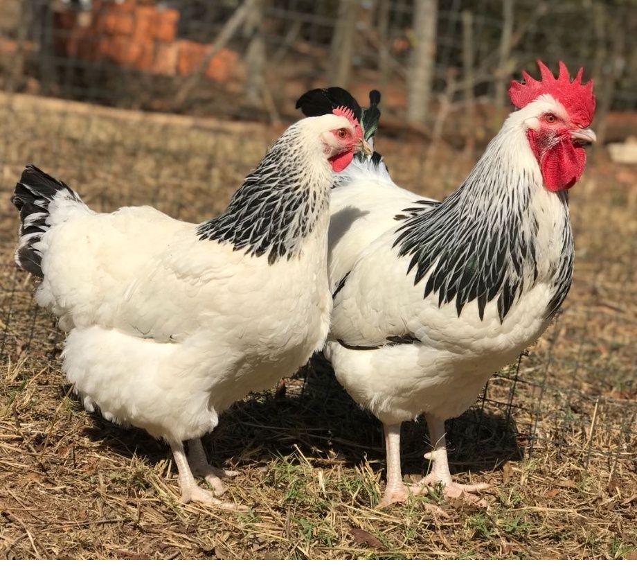Ovos fecundados várias raças e pintos