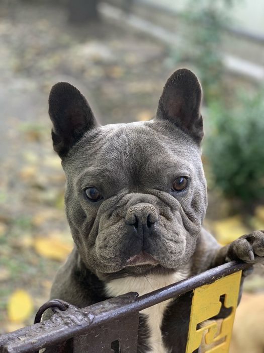 Бомбезные генные французики