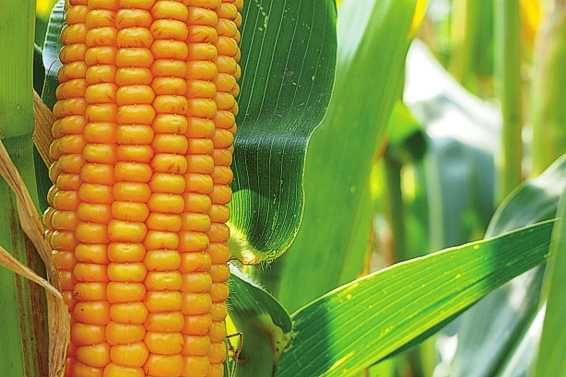 SILVANER-kukurydza- fao 270-przyjmujemy zamówienia (50 tyś nasion)