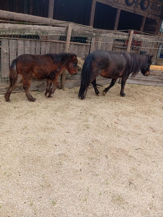 Pónei fêmea e filho macho