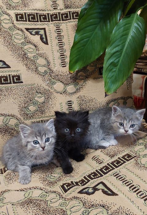 Чорна киця на броні! Більше кошенят немає!