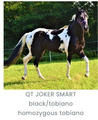 Ginny QT klaczka 1/2 aph American Paint Horse