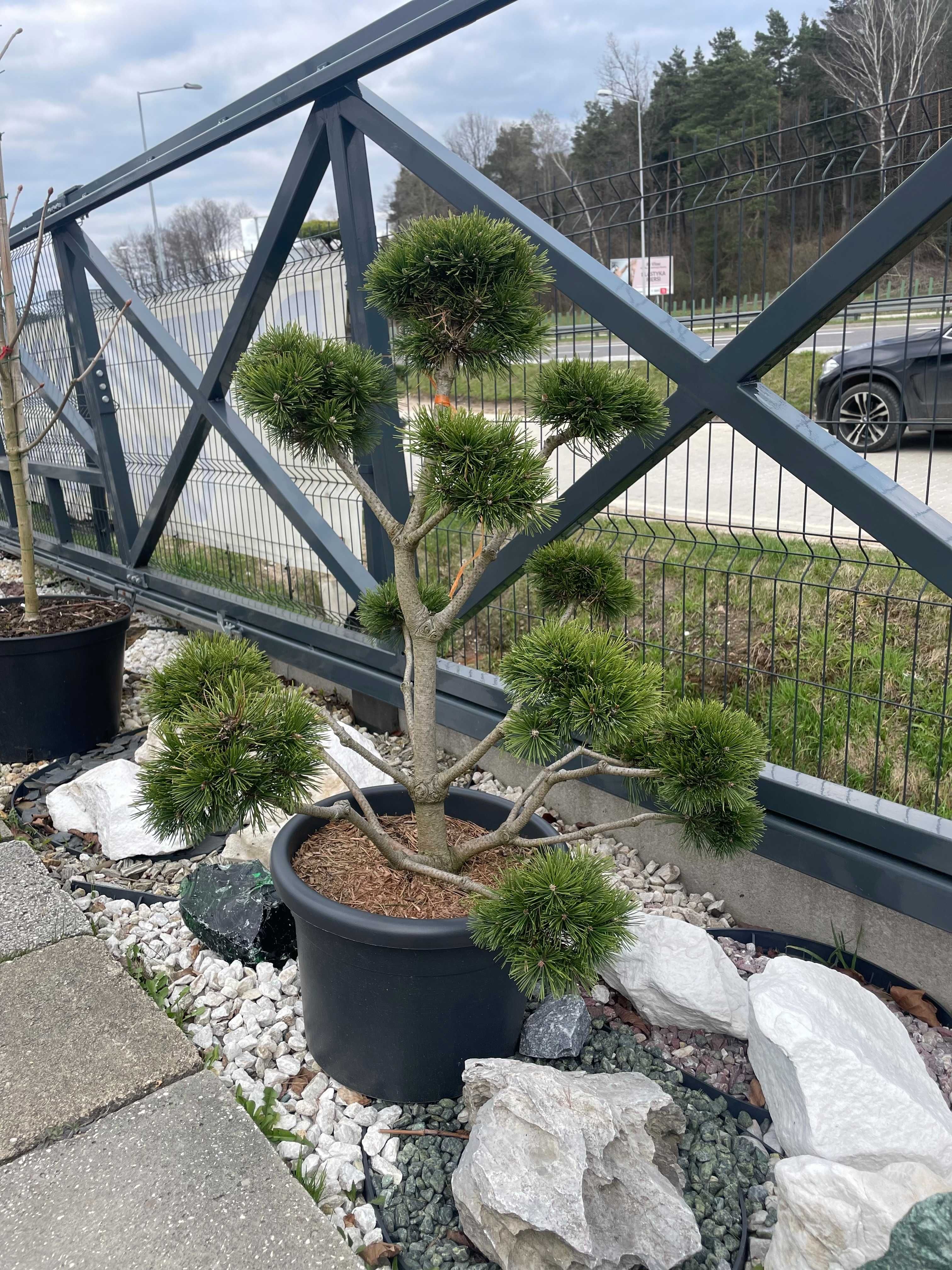 BONSAI Sosna pinus mugo Gnom / drzewa formowane / krzewy ozdobne