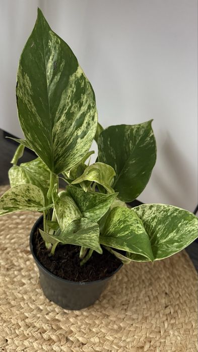 Сциндапсус, епіпремнум, філодендрон Сільвер Енн, ліана кімнатна рос