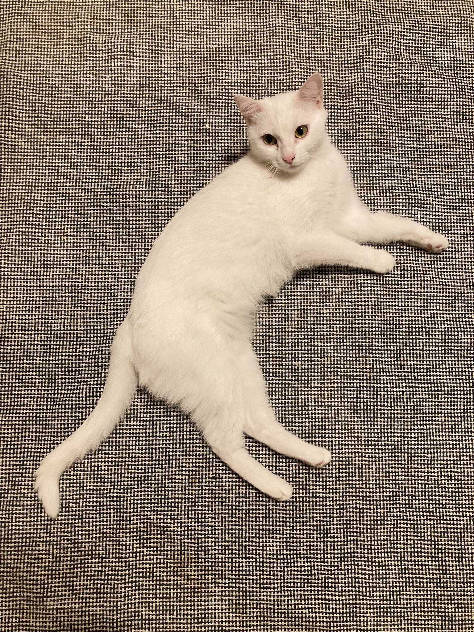 Biała koteczka Duszka szuka kochającego domu