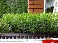 tuja szmaragd, danica gold, danica, hoseri, europe gold