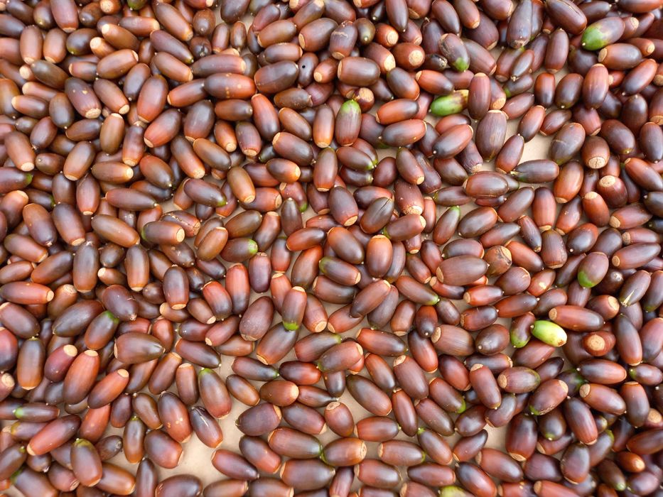 Bolota Nova. New Acorns