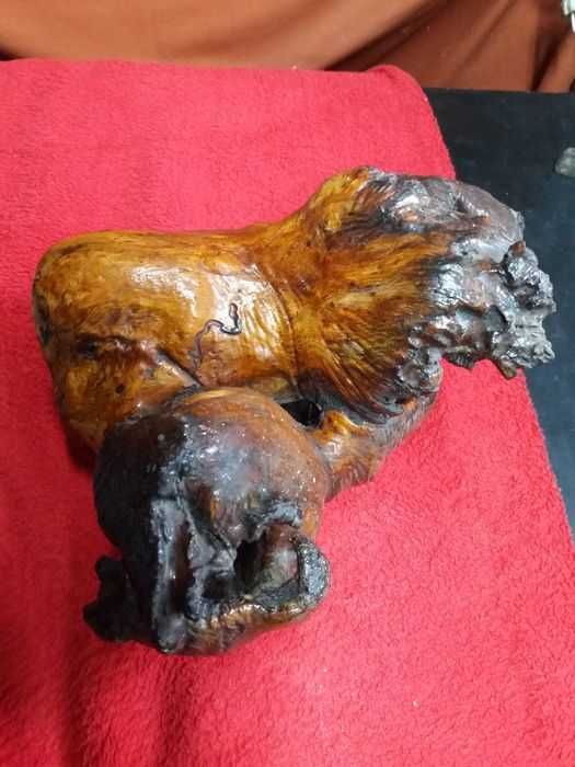 Pedaço de arvore de Angola (Cajueiro)