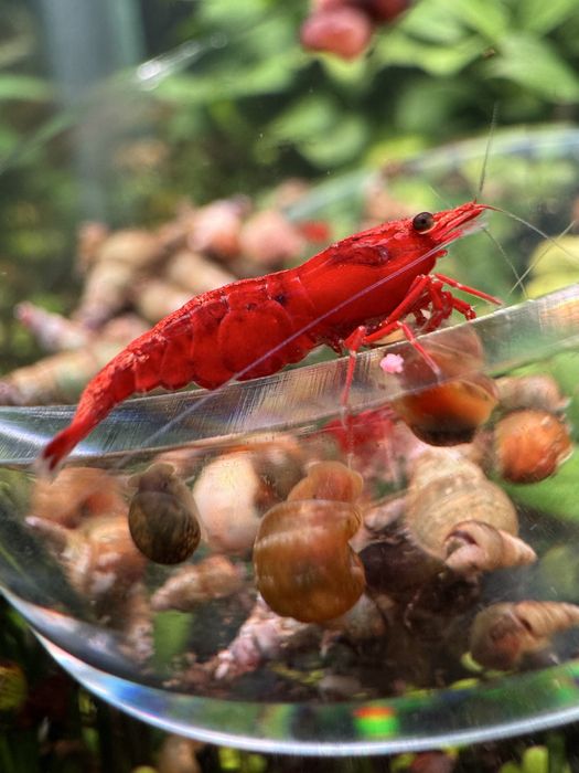 Camarões neocaridina