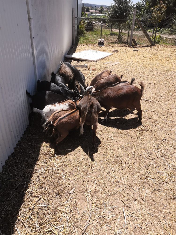 Vendo Cabras Anas