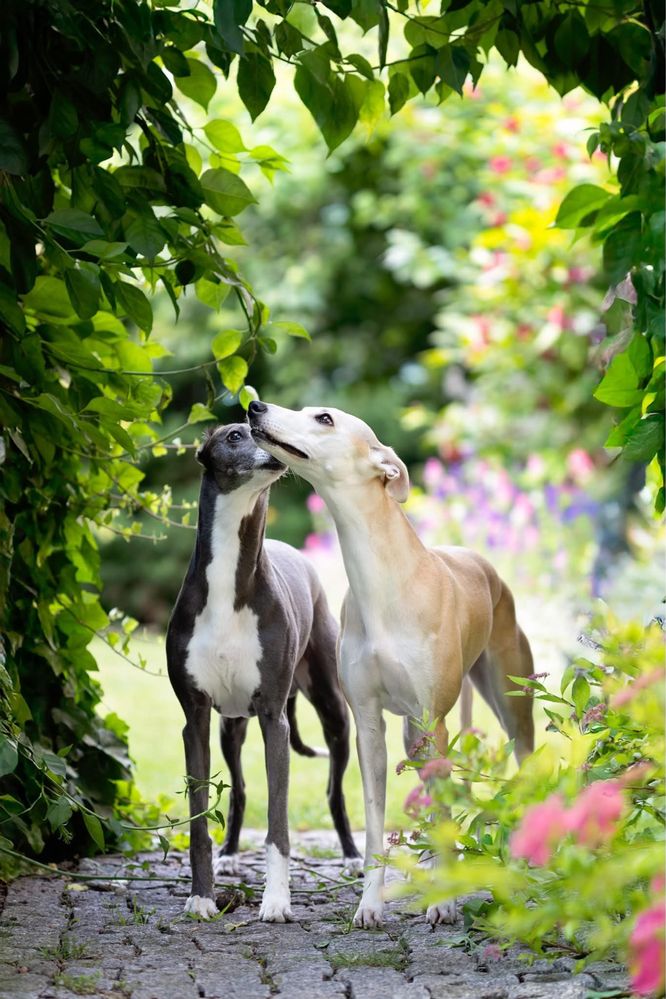 Whippet chart angielski