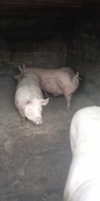 Закуповую свиней живою вагою