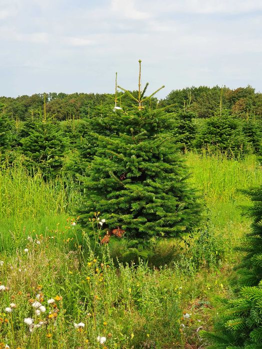 Jodła Kaukaska z plantacji cięta lub w donicy - tuchoinki.pl PLANTACJE