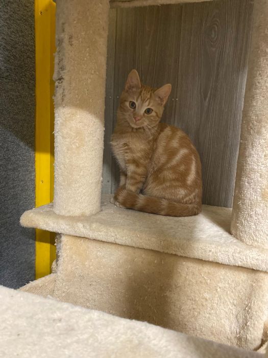 Małe kotki czekają na domy