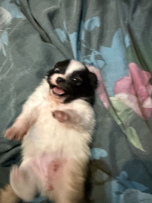 Szpic miniaturowy  rodowód śliczna do rezerwacji