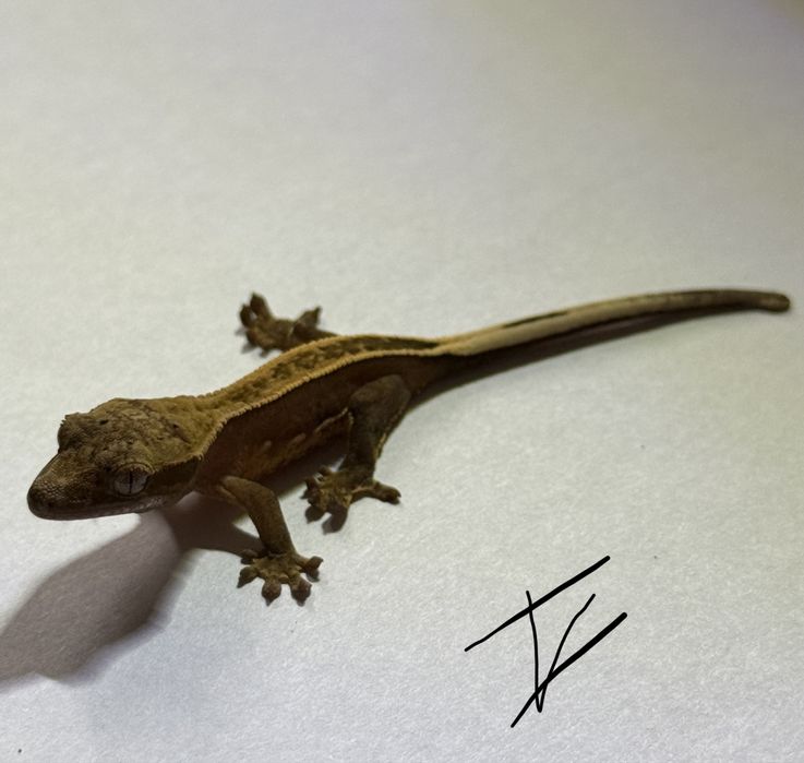 Gekon orzesiony NS /+ terrarium (extrene harlequin, dalmatian, flame)