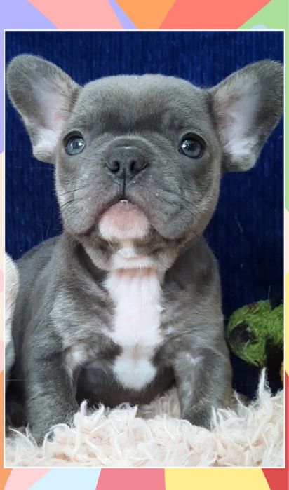 Гарненький французик хлопчик блакитний