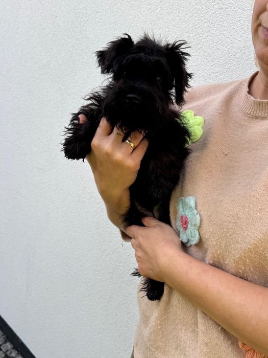 Sznaucer miniaturowy czarna sunia do odbioru