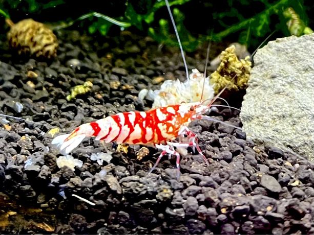 Krewetki Red Fancy Tiger Caridina