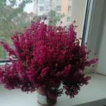 Еріка. Різновид вересу