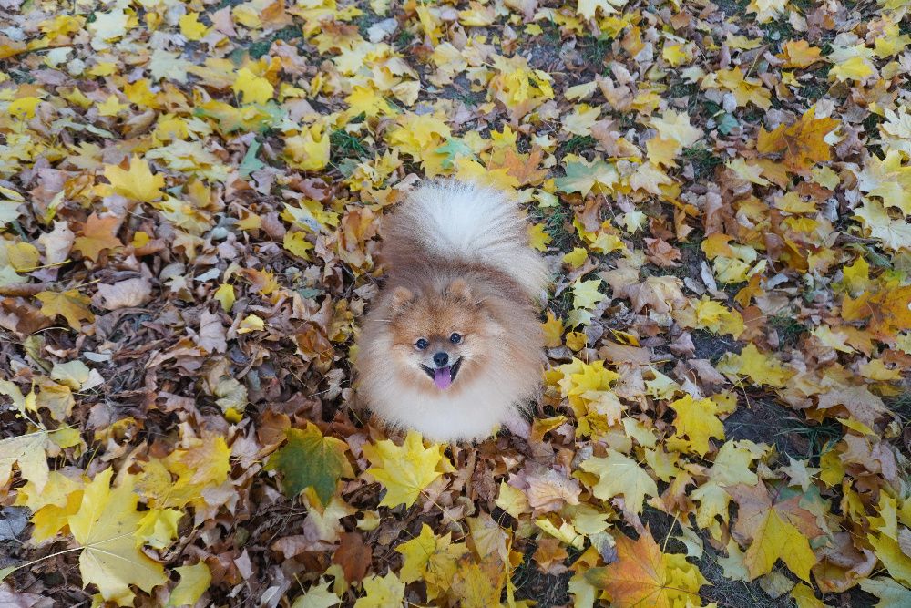 Мініатюрний шпіц