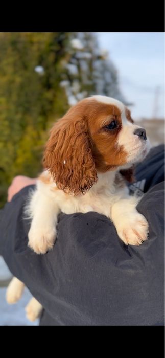 Кавалер кинг чарльз спаниель.