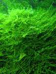 Mech do akwarium Taiwan Moss Java Moss