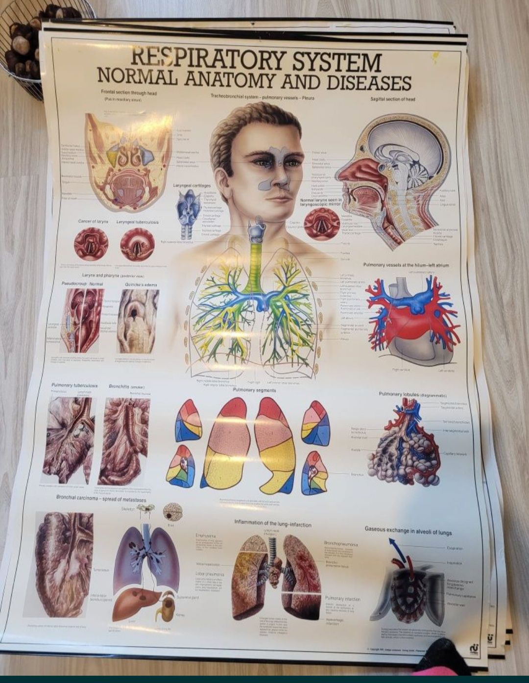 układ oddechowy plakat anatomia medycyna studia