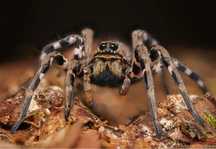 Lycosa tarantula podrostki