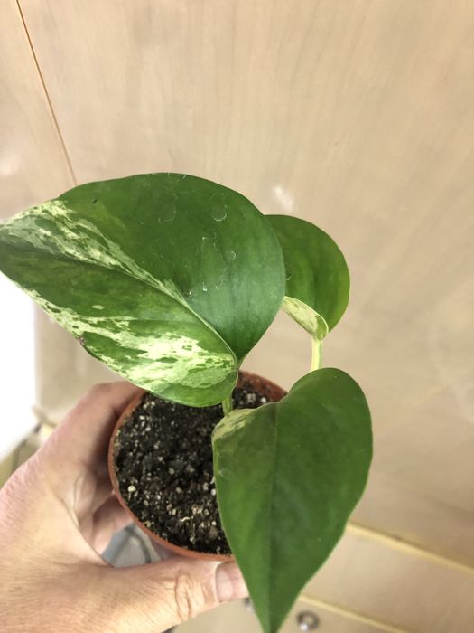 Сингоніуми, сциндаппсуси