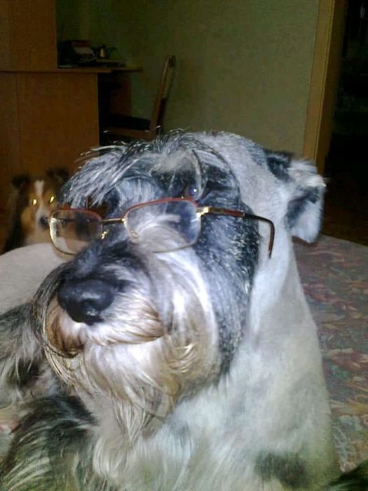 Дрессировка и коррекция поведения