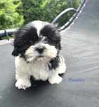 Piesek słodziak biało-czarny Shih tzu