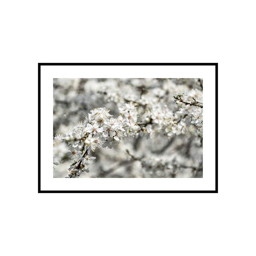 Plakat obraz zdjęcie format A3 30x40 cm paprocie kwiaty las trawy